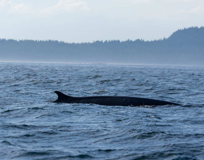 finback-whale-swimming.webp fin whale swimming