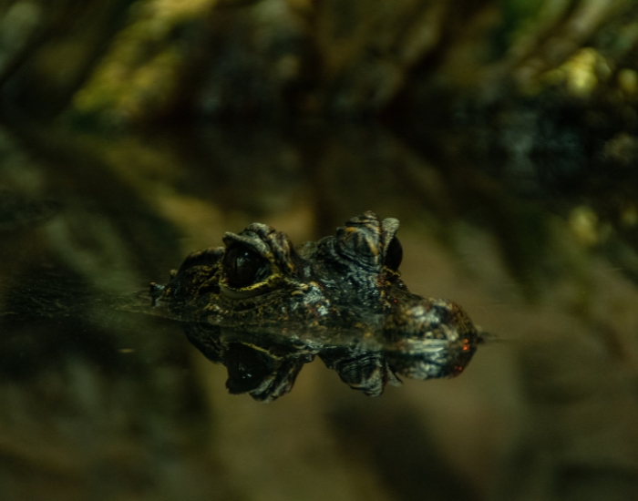 eyes of caiman coming out of the water