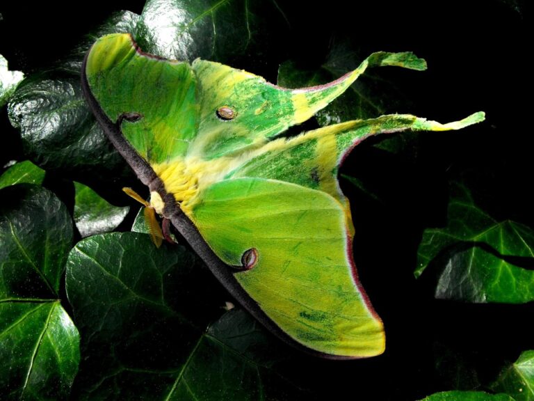 luna, moth, summer, night, insect, nature, flying, green, black summer