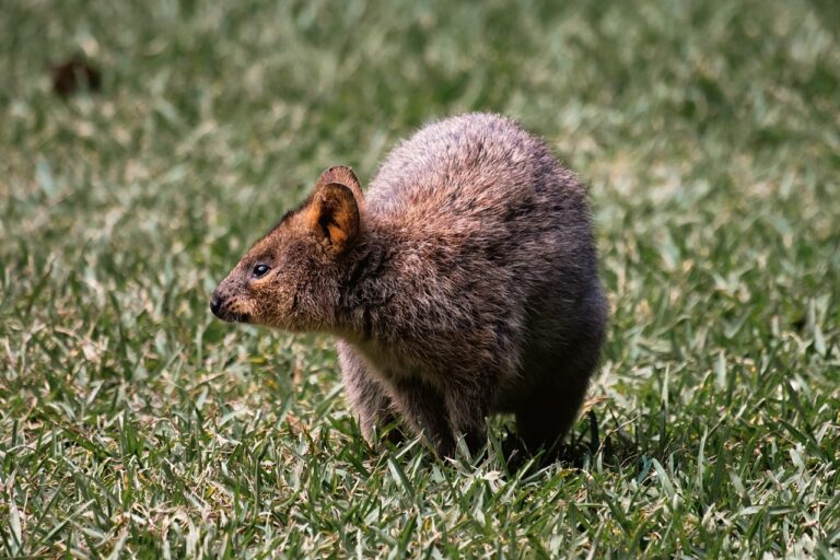 quokka, animal, mammal, nature, australia, wildlife
