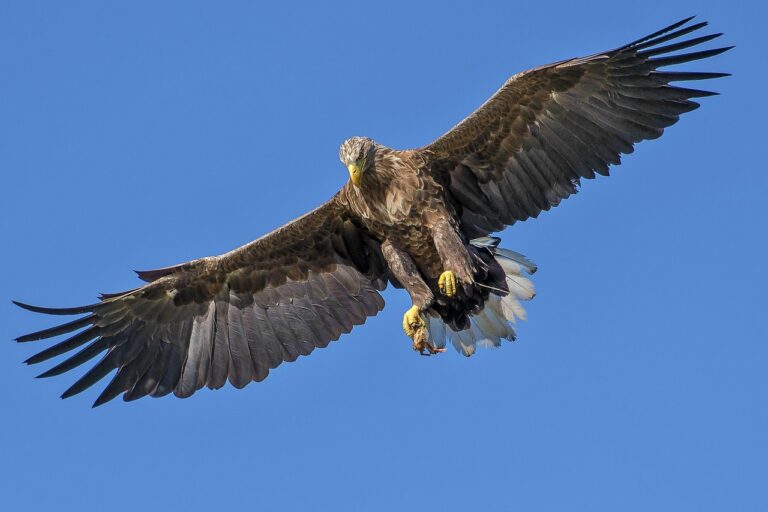 eagle, bird, bird of prey, wings, flight, flying eagle, flying, feathers, plumage, ave, avian, ornithology, nature, bird watching, animal world, wildlife, wildlife photography, blue sky