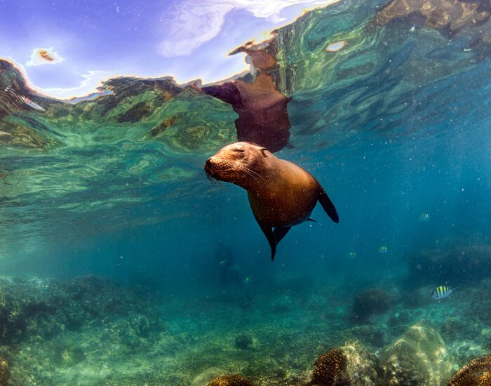 underwater photo of a Sea Lion in Galápagos Marine Reserve