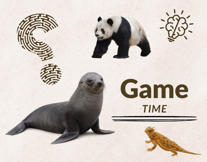 Animal games and quizzes