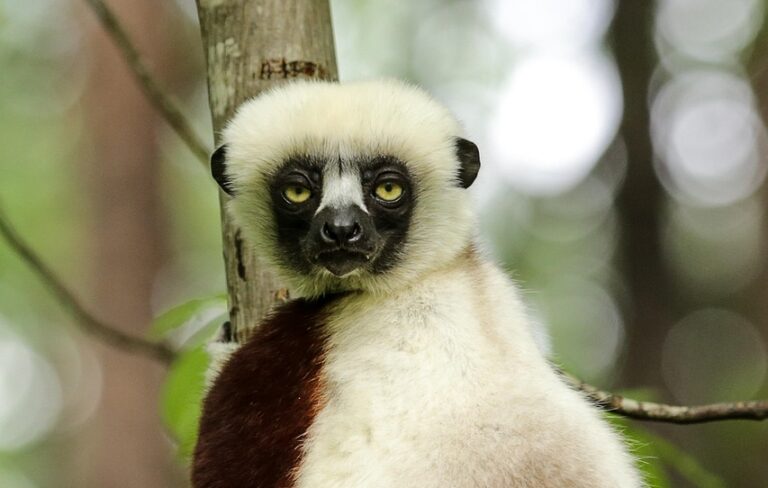 coquerel's sifaka, propithecus coquereli, sifaka, duke lemur center, durham nc, sifaka, sifaka, sifaka, sifaka, sifaka