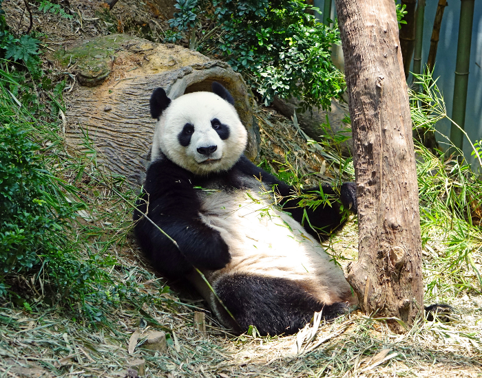 giant panda giant panda laying on the ground eating bamboo