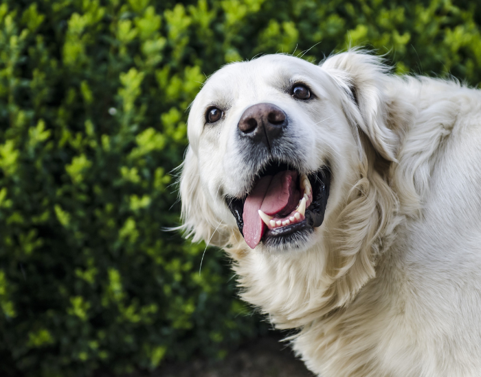 playful golden retriever