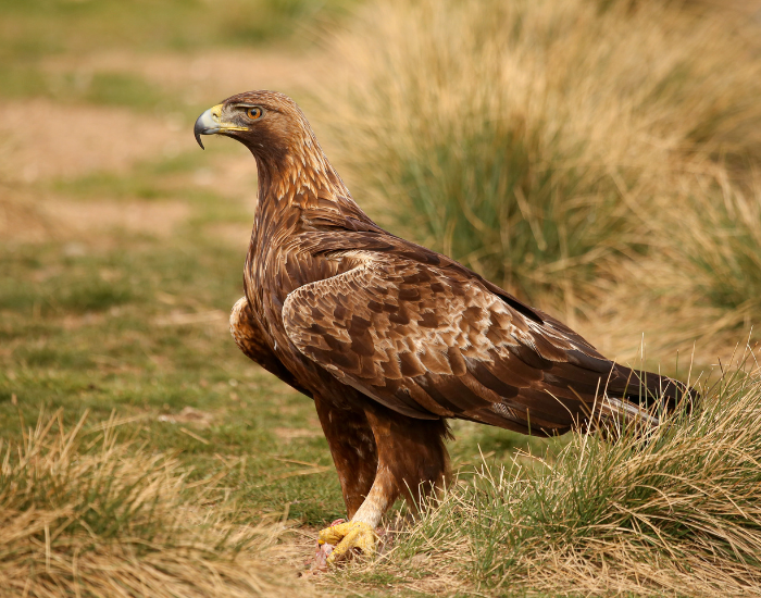Golden eagle standing on the ground