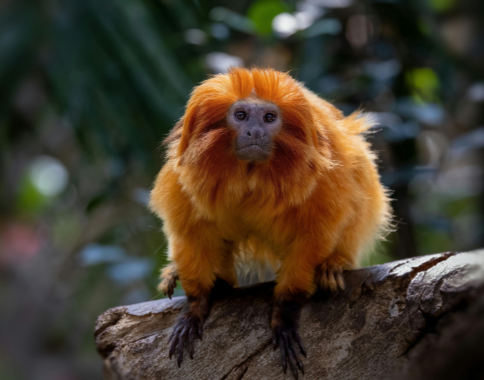 golden-lion-tamarin-x-2.webp golden lion tamarin on a rock