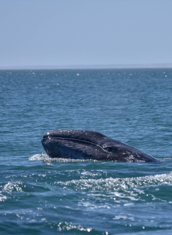 Gray whale in the ocean