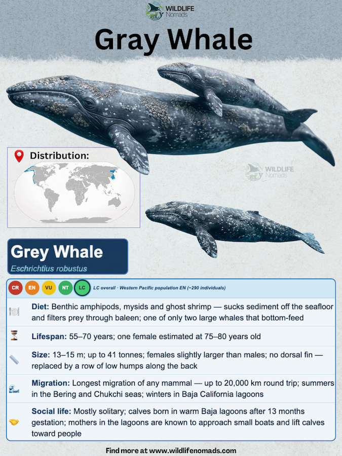 a species profile card about the gray whale showing important information like diet, and biology facts