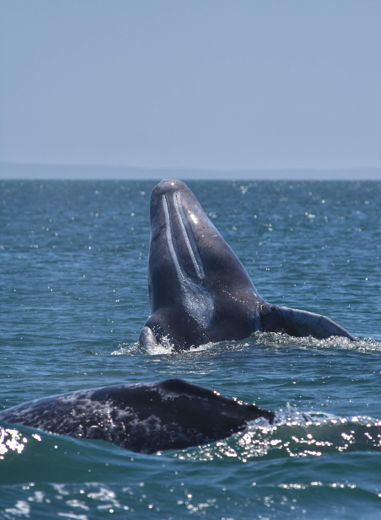 Two gray whales swimming in baja