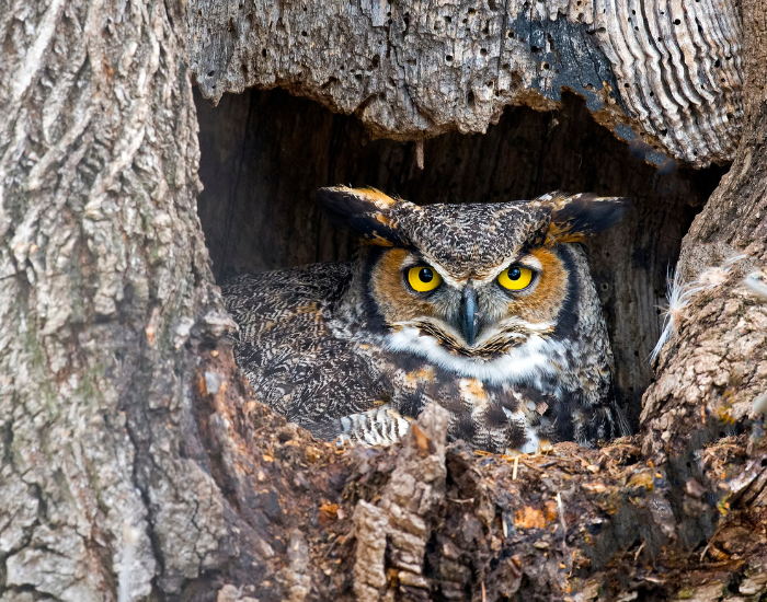great horned owl on a nest inside a tree