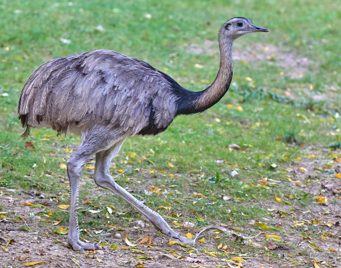 a greater rhea bird walkin on grass