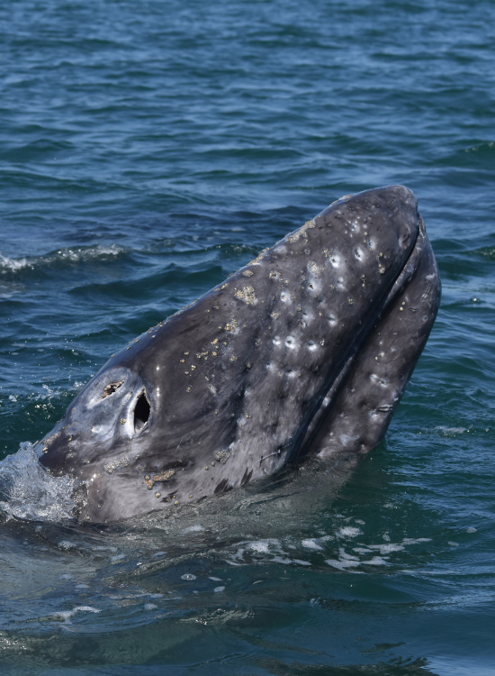 grey whale swimming on the ocean's surface