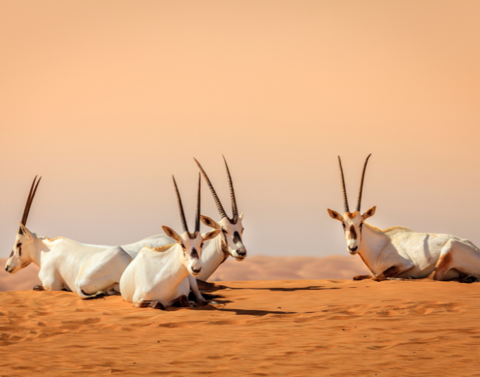 group-of-oryx-antelopes-laying-on-a-sand-dune.webp arabian oryx laying on a sand dune in the desert