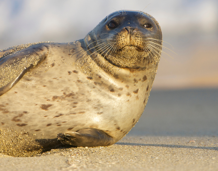 Harbor seal