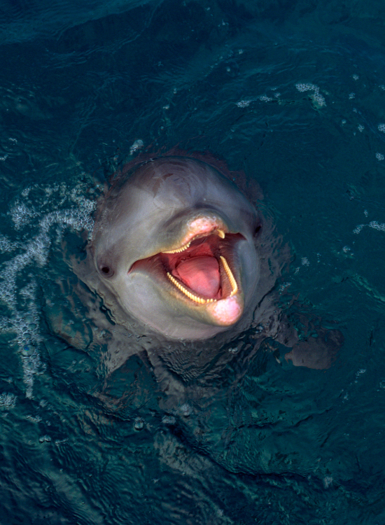 dolphin smiling just with the head out