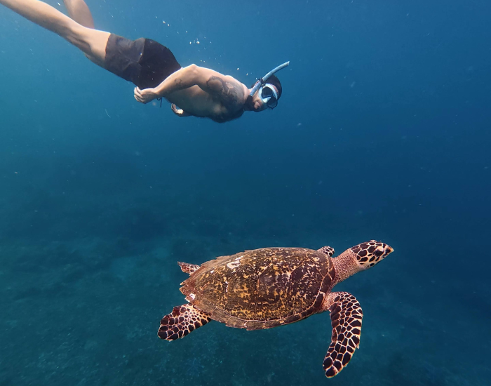 human-with-sea-turtle-snorkeling.webp sea turtle coming to the surface and a man snorkeling behind