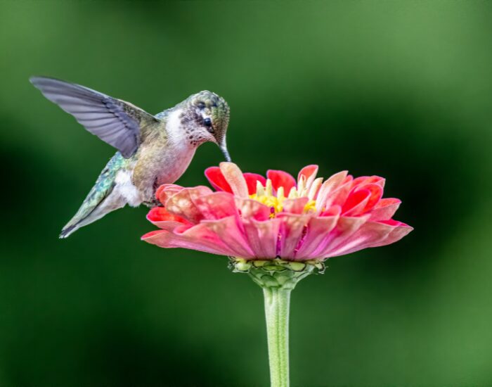 hummingbird feeding from flower