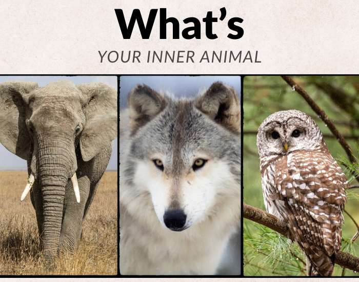 What animal are you personality quiz