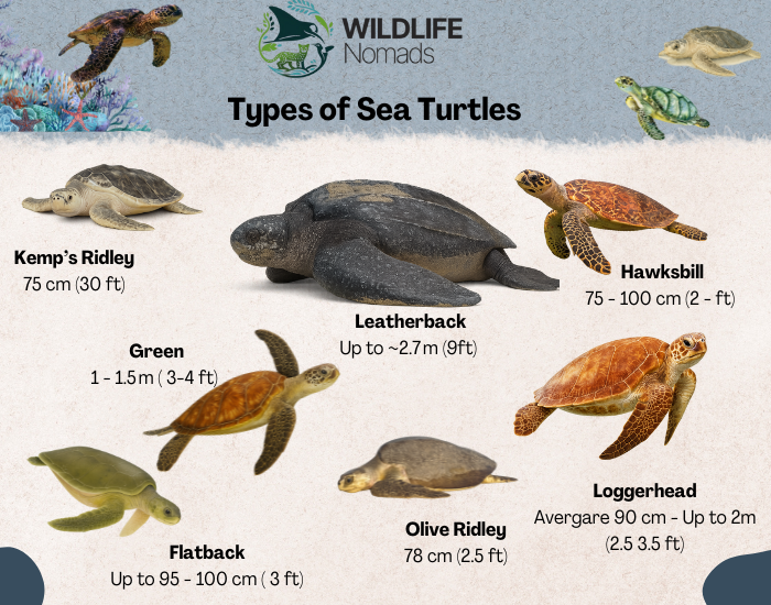 Interactive animal infographics — types of sea turtles