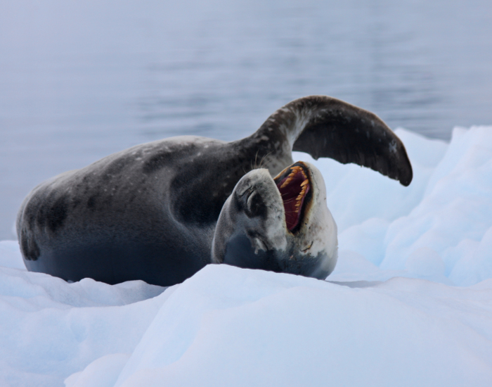 leopard seal laying on ice