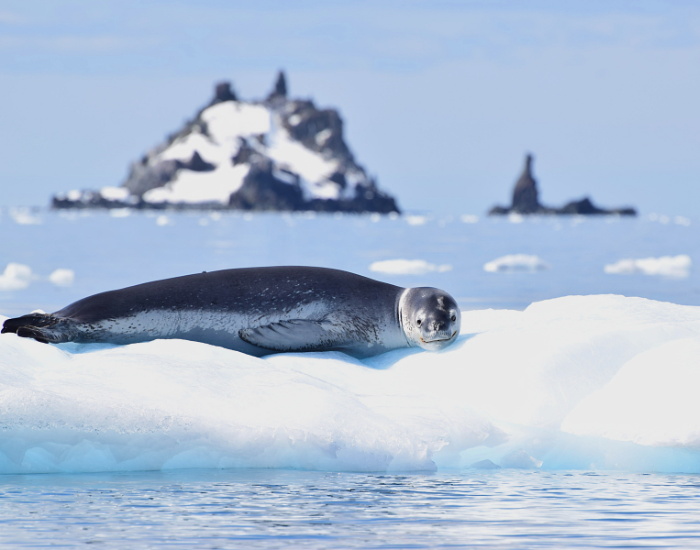 leopard seal on an ice cap