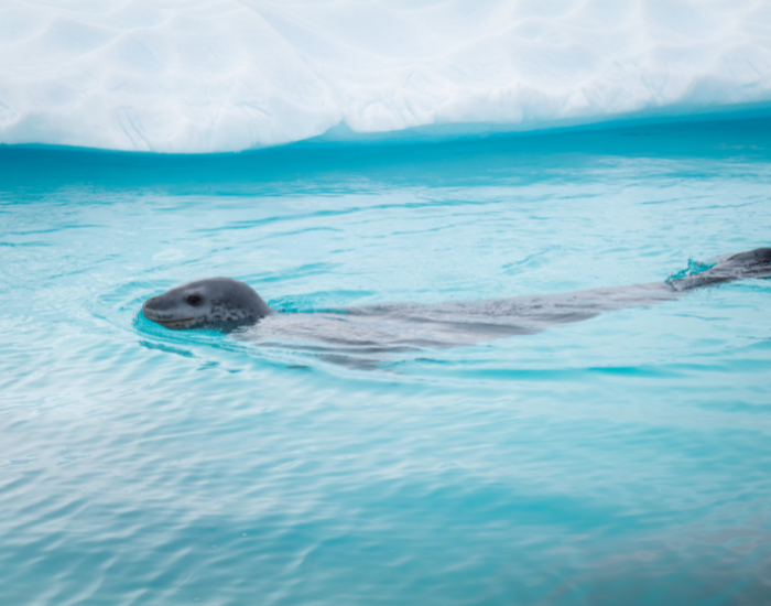leopard seal swimming on the surface