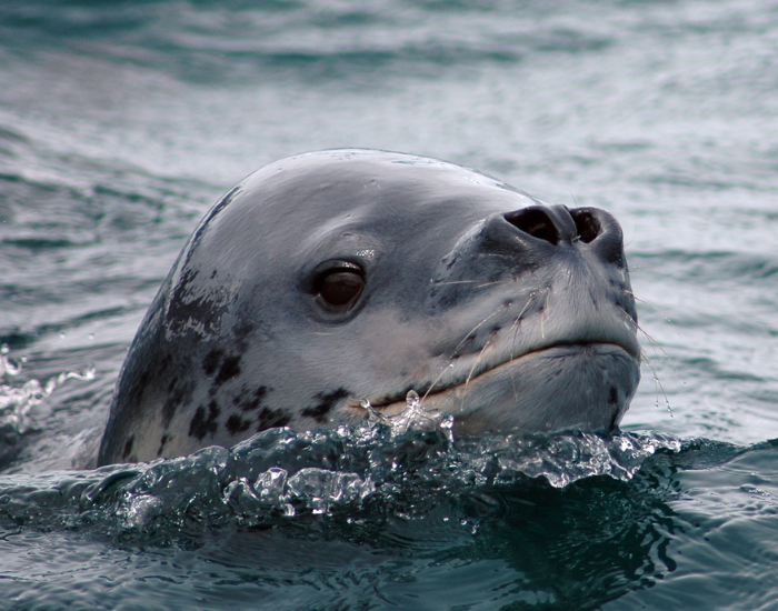 clos eup of the head of a leopard sea swimmingl