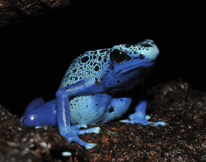 life-span-longer-blue-frog.webp Blue Poison Dart Frog close up