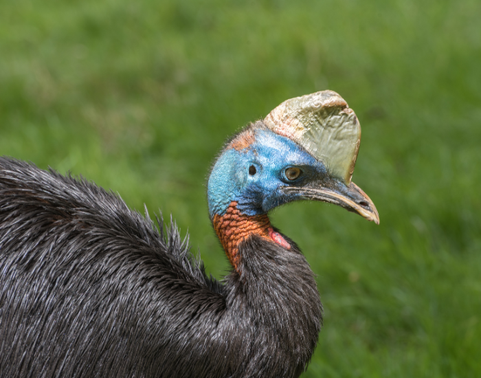 close up of a northern cassowary. head