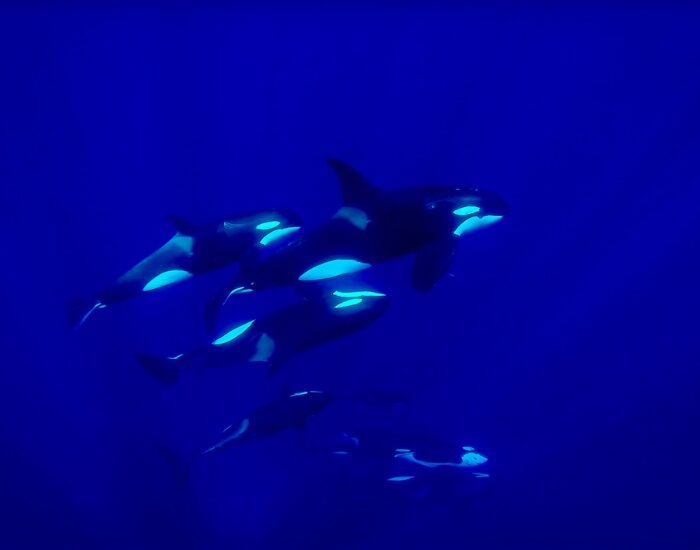 underwater photo of a family orca pod