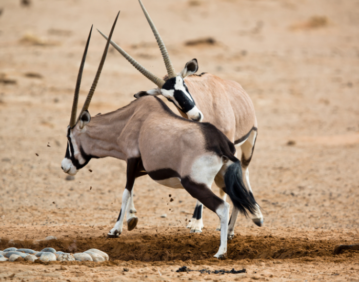 oryx-antelope-fighting.webp two oryx fighting in Namibia near a water hole
