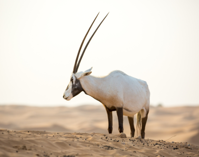 oryx-desert.webp arabian oryx at the dubai desert conservation reserve