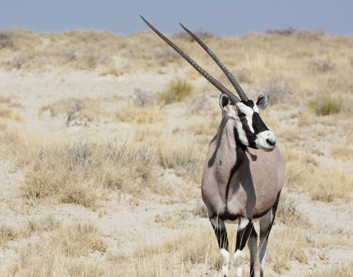 oryx-grassland.webp oryx standing over a grass field in the wild