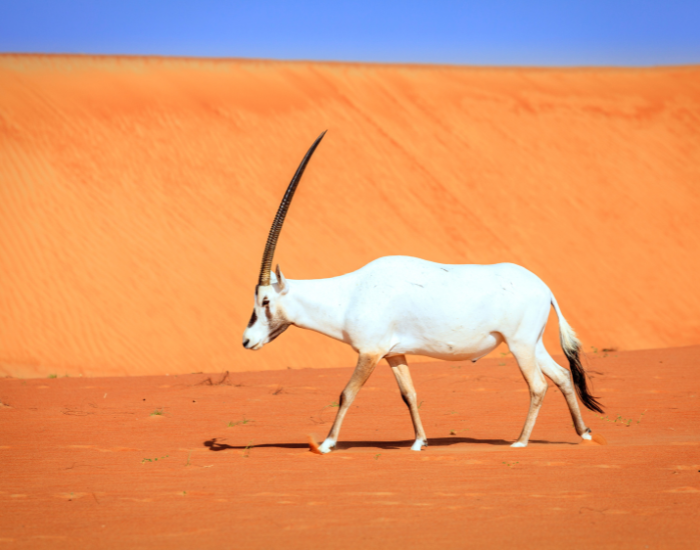 oryx-namibia.webp Arabian oryx
