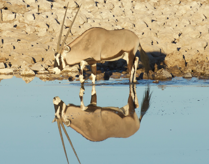 oryx-reflection-on-water.webp oryx drinking water next to a waterhole in namibia