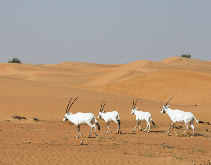 oryx-running.webp group of four oryx animals in the desert running