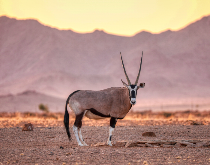 Oryx at sunset on a Namibia desert wildlife safari