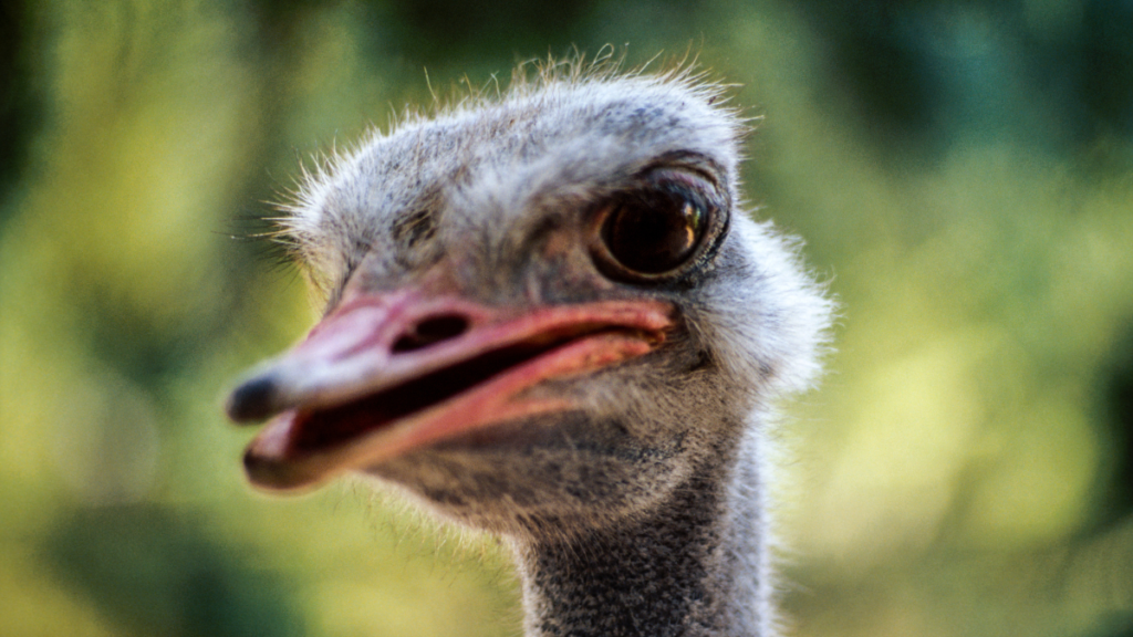 close up of the hea dof an ostrich