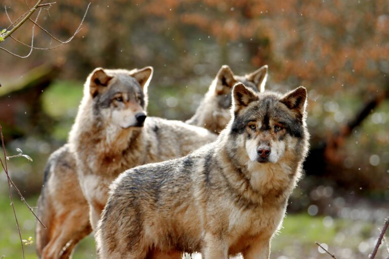 A captivating portrait of wolves in their forest habitat, showcasing their natural beauty and strength.