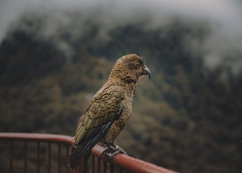 A Kea Parrot perched on a railing in the misty Milford Sound, New Zealand.