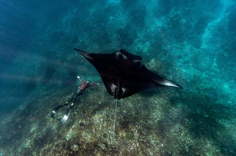 Diver explores the ocean depths alongside a giant manta ray, showcasing underwater marine life.