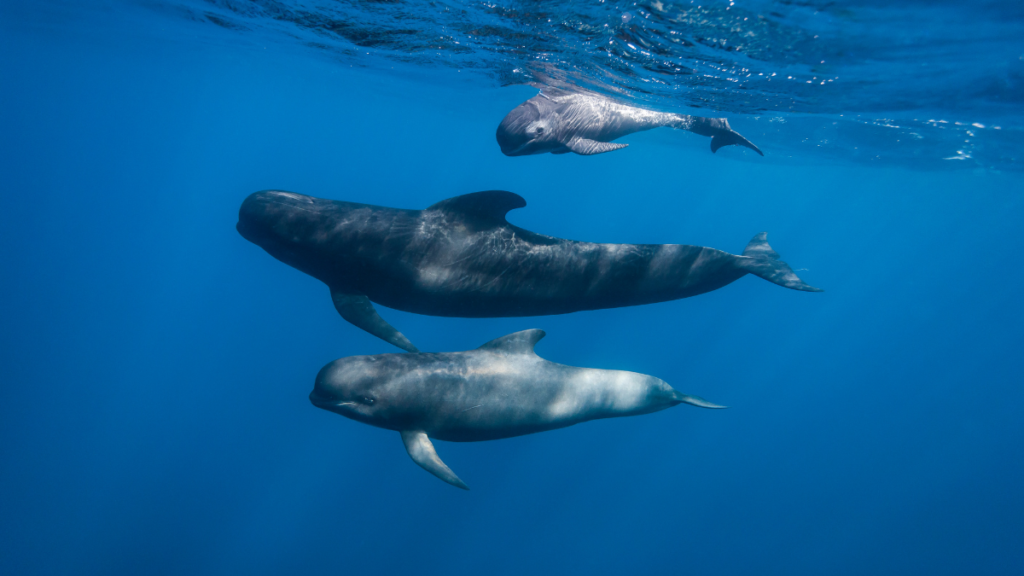 three pilot whales swimming underwater