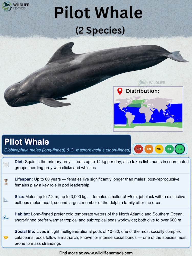 Infographic profile of pilot whales featuring a photo of a pilot whale, a global distribution map, and facts about diet, lifespan, size, habitat, and social structure.