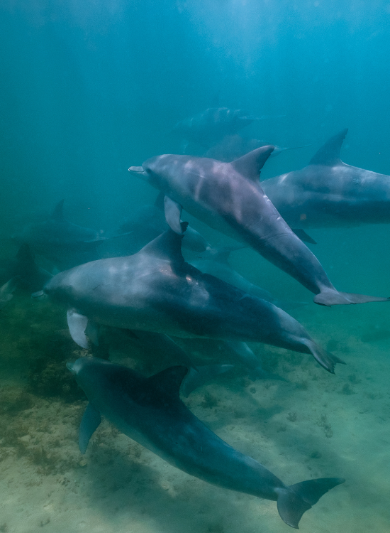 pod of solphins swimming together