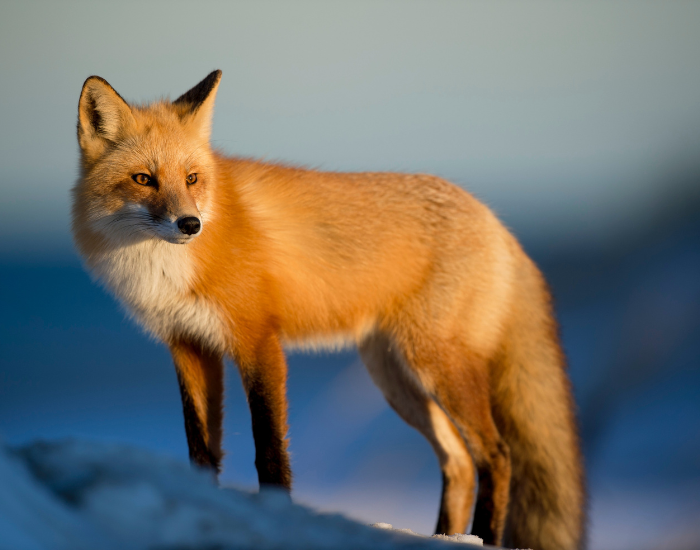 Red Fox standing still
