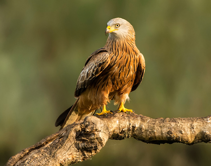 Red kite standing over a log