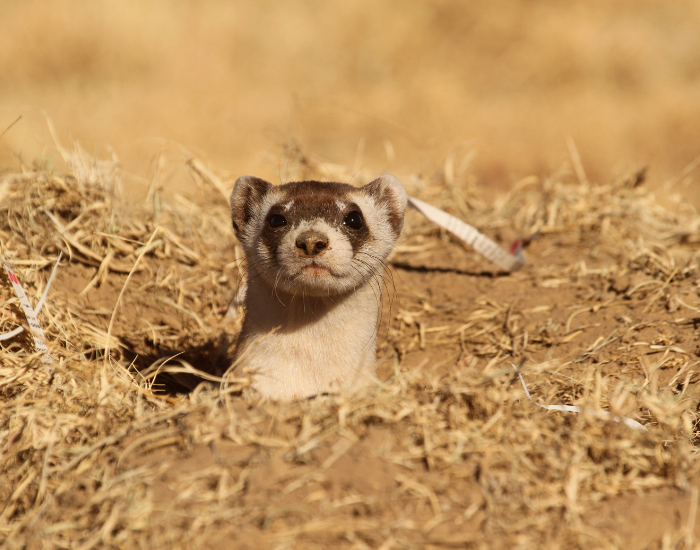 Black footed ferret coming out from its burrow
