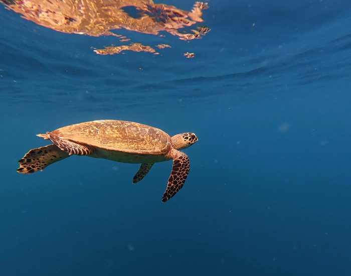 sea turtle swimming in the ocean in amed